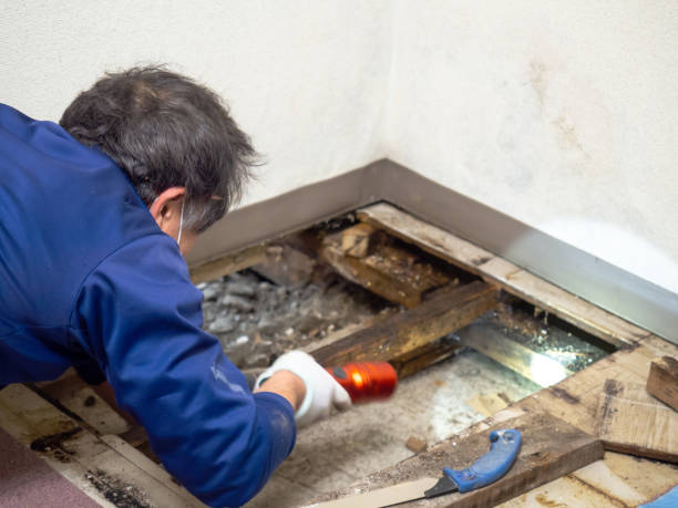 Best Residential Mold Removal  in Beresford, SD